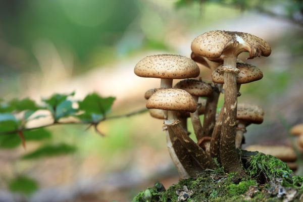 做绿化赚钱吗(电力工程和绿化工程那个挣钱)(图2) 做绿化赚钱吗(电力工程和绿化工程那个挣钱)(图2)
