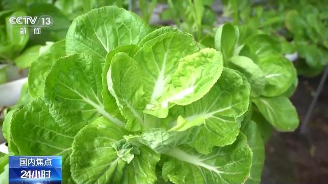 这里的小白菜、生菜一年可采收15茬不断档！